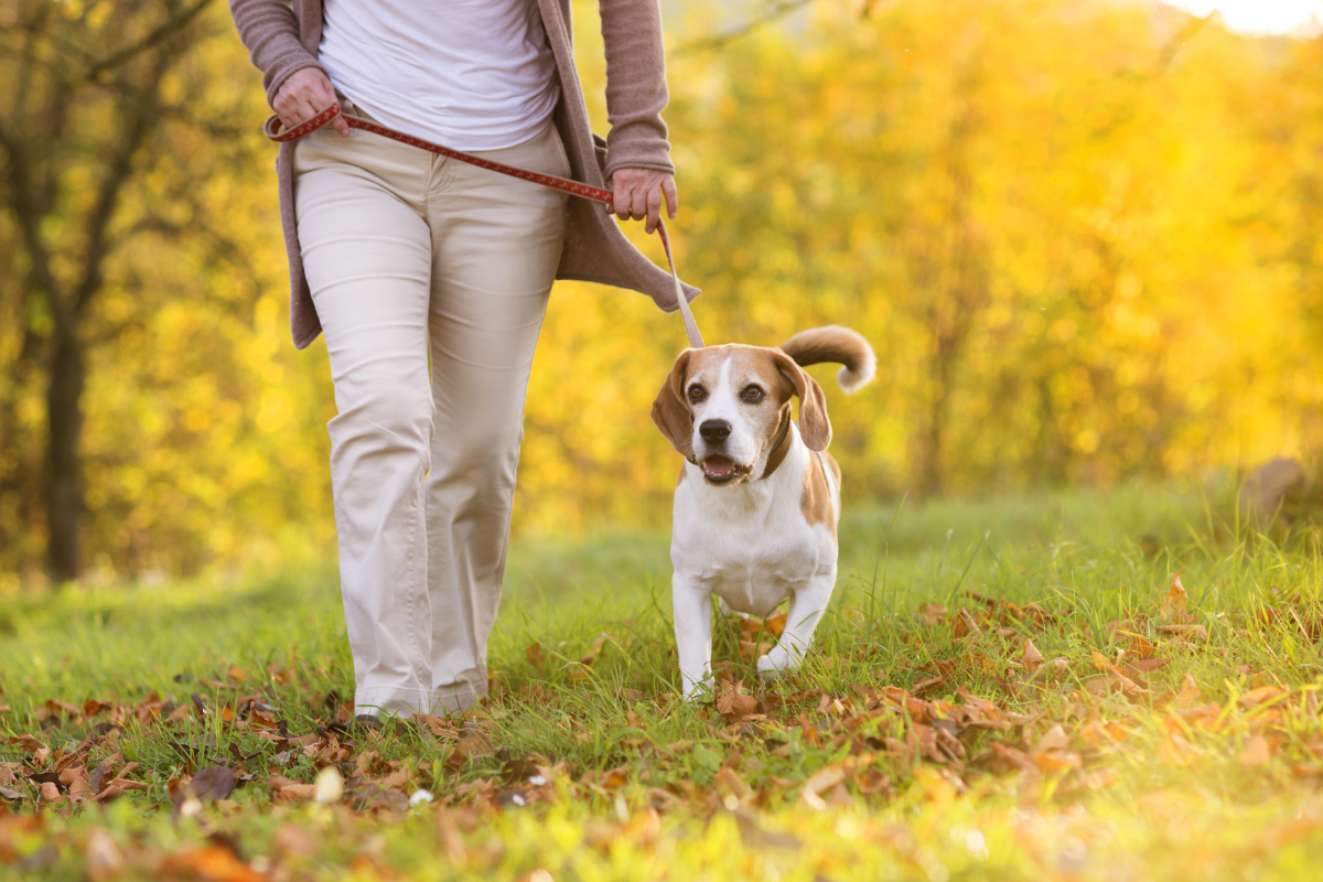 Dog friendly walking routes Lincoln.